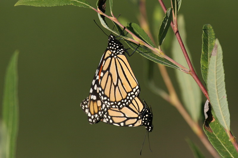 Butterfly Development