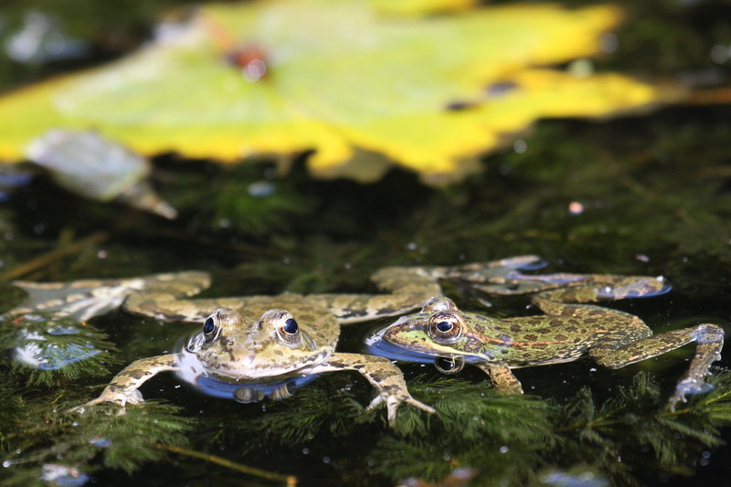 do frogs hibernate at bottom of pond