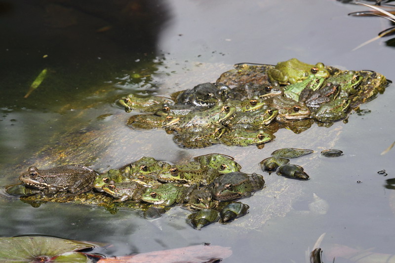 do frogs hibernate at bottom of pond