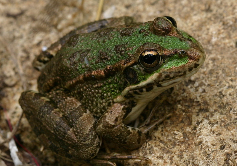 Photo gallery - Adult frogs 5