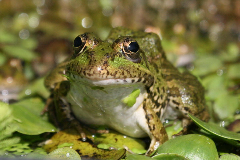 Photo gallery - Adult frogs 5