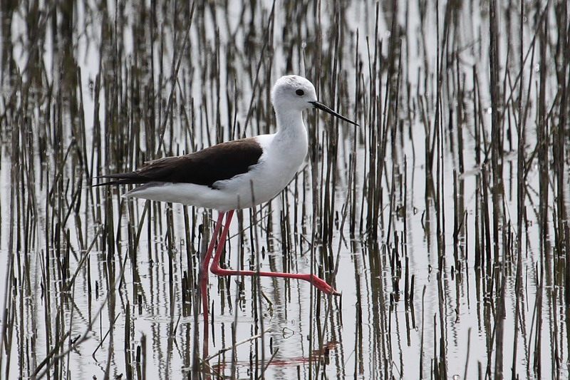 Black-winged Stilt