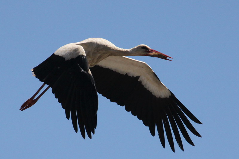 A stork delirious with joy!