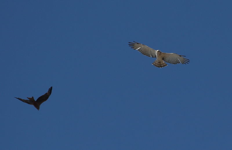 Bird Migration at the Strait of Gibraltar